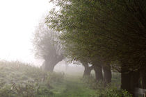 Herbstlandschaft mit Kopfweiden im Nebel 15 by Karina Baumgart