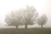 Herbstlandschaft mit Kopfweiden im Nebel 16 von Karina Baumgart