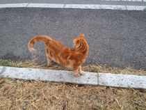 Red cat von Azzurra Di Pietro