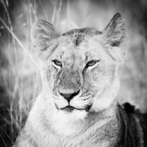 Lioness by Ralph Patzel