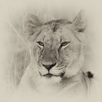 Lioness II by Ralph Patzel