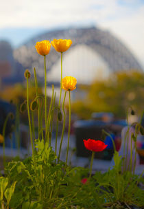 Poppies with Sydney Harbour Bridge in backdrop von Sheila Smart