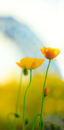 Yellow poppies von Sheila Smart