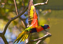 Rainbow lorikeet in flight by Sheila Smart