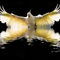 Sulphur-crested-cockatoo-rising-for-print