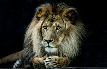 Magnificent lion von Sheila Smart