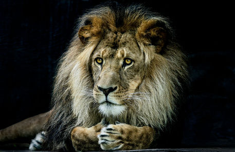 Magnificent-lion
