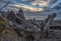 Dead tree at Greymouth Beach, South Island, New Zealand by Sheila Smart