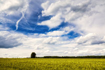 Getreidefeld und blauer Himmel mit weißen Wolken im Sommer by Matthias Hauser