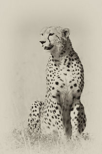 Gepard (Acinonyx jubatus) by Ralph Patzel
