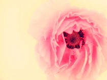 Poppy in the Pink von Linde Townsend