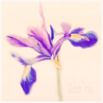 Iris Beauty von Linde Townsend