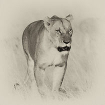 Lioness III by Ralph Patzel
