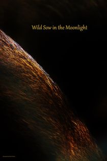 Wild Sow in the Moonlight von Michael Beilicke