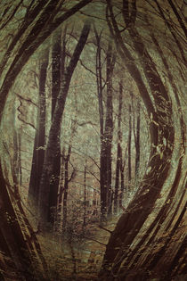 im Wald  by Barbara  Keichel