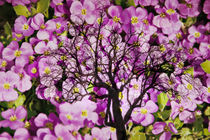 Blütenbaum  von Barbara  Keichel