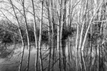 Birken im Hochwasser by Erhard Hess