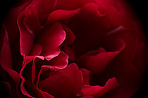Red Rose Macro von Jacqi Elmslie