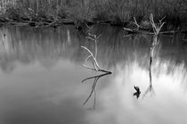 Dead Tree Branches, Fradley Pool by Rod Johnson