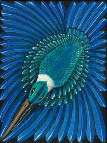 New Zealand Sacred Kingfisher (kotare) by Carl van Wijk