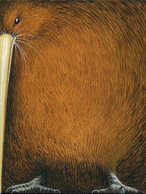 Kiwi by Carl van Wijk