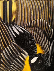 New Zealand Stitchbird (Hihi) by Carl van Wijk