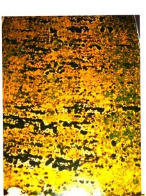 gelb, gebrochen by Theodor Fischer