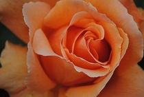Beautiful Rose by CHRISTINE LAKE