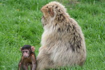 Affenbaby mit seiner Mami von Miriam Deborah Michaelsen