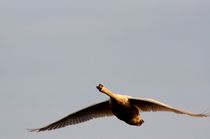 Flying Swan - Fliegender Schwan von mateart