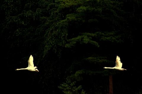 Swans-flying