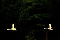 Fliegende Schwäne - Flying Swans von mateart