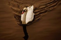 Swan on chocolate lake - Schwan auf Schokoladensee by mateart
