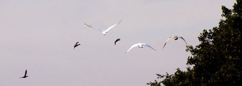 Swans-flying-ducks-crossing