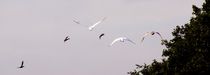 Swans flying - Ducks crossing by mateart