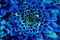 Blaue Chrysantheme von Ivonne Wentzler