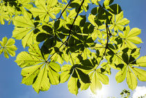 Grüne Blätter und blauer Himmel im Frühling von Matthias Hauser