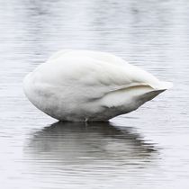 Portrait Of A Whooper Swan by Jukka Palm