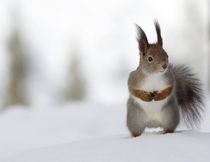 Portrait Of A Red Squirrel von Jukka Palm
