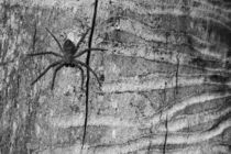 Spider On Deadwood by Jukka Palm