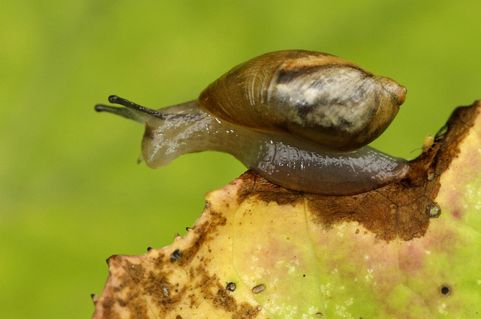 Snail-1680-horizontal