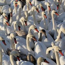 Swans Swans Swans von Jukka Palm