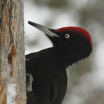 Portrait Of A Black Woodpecker by Jukka Palm