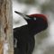 Black-woodpecker-9019-sq