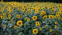 Sunflowers by Jukka Palm