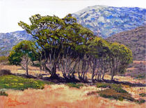 Eucalyptus Grove Catalina Island von Randy Sprout