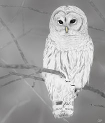 Snowy Owl by Melissa King