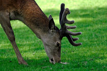 Male Red Deer Close-up von Rod Johnson