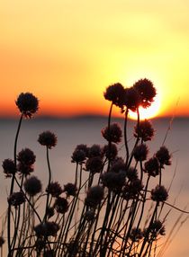 Chives Sunset by Jukka Palm