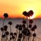 Chives-sunset